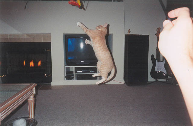 maynard_jump