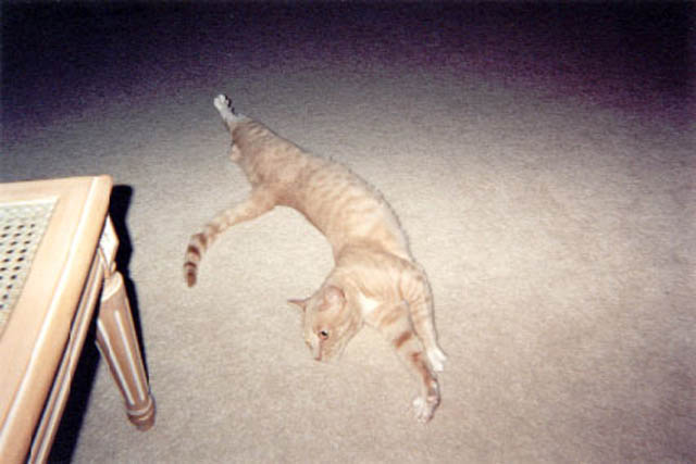 maynard_streaching