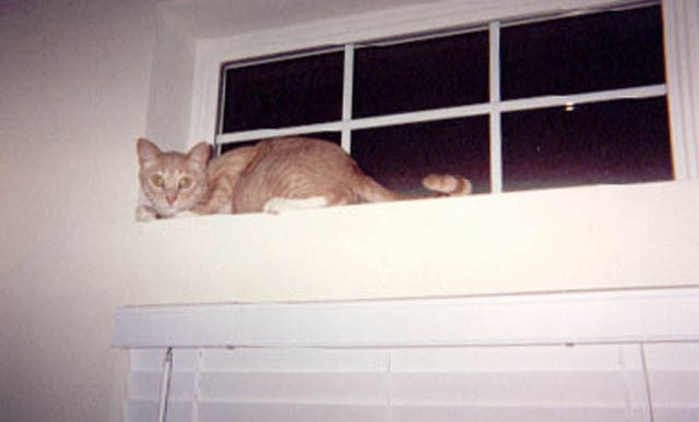 maynard_window
